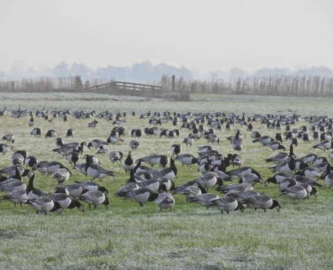 Barnacle goose flock