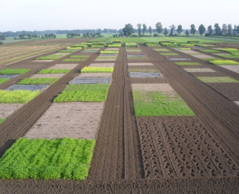 Plant species shape their own rhizosphere community, and on its turn selected soil biota shape the growth and development of plants.
