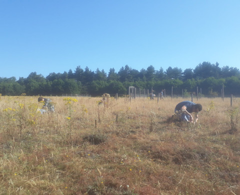 NutNet site