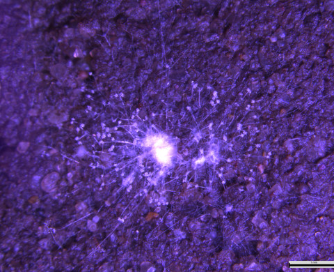 Fungal hyphae growing out of a wood particle into the soil