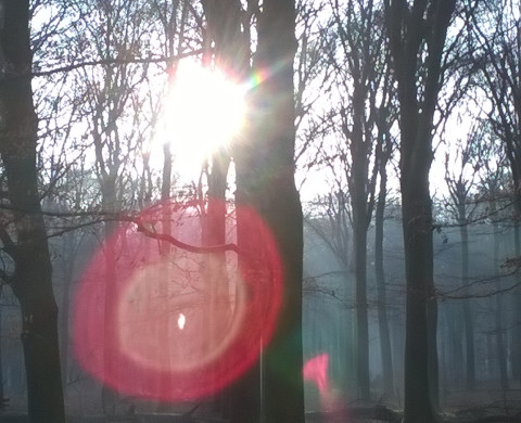 Beech forests in the Netherlands