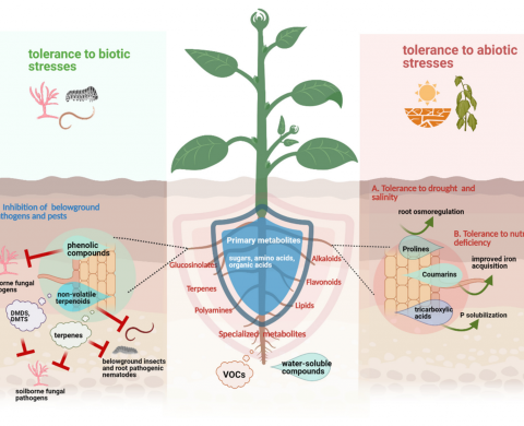 Schematic overview of how plants under siege can attract via exudation of specialized volatile and water-soluble root exudates, beneficial microorganisms which in turn can enhance plant fitness 