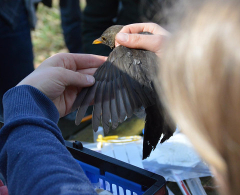 studying blackbird feathers