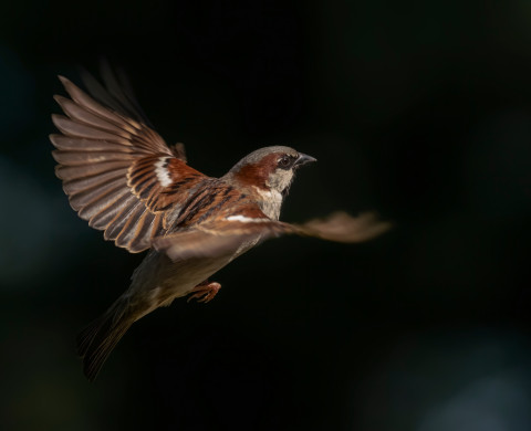 sparrow