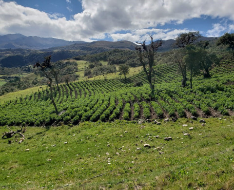 Centre of origin potato, Andes, Ecuador