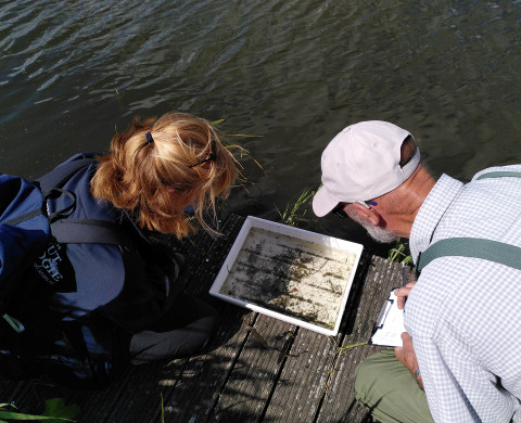 Onderzoeker en burgerwetenschapper kijken naar een bak met waterdieren naast een sloot