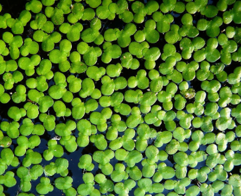 duckweed
