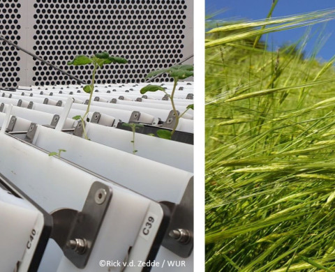 Experimental setup with barley
