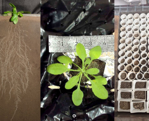 Different plant research setups