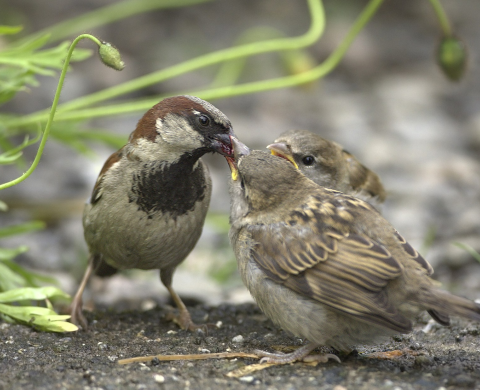 Sparrow feeding chicks