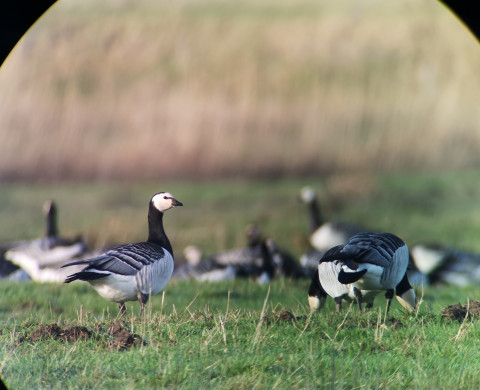 Geese