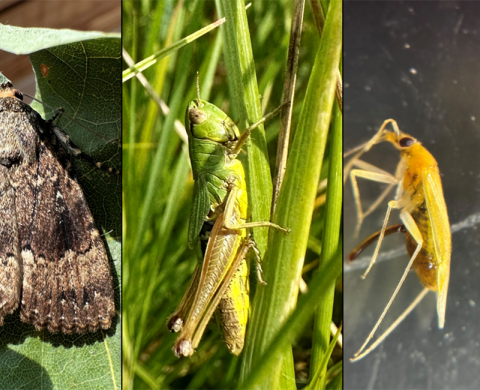 InsectDevelop