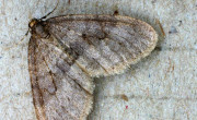 Winter moth