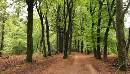 Beleef de Lente bos