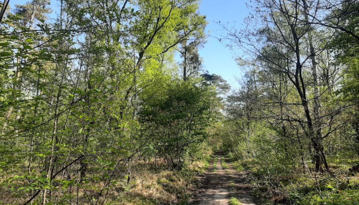 Beleef de lente