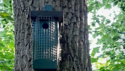 Nestkast