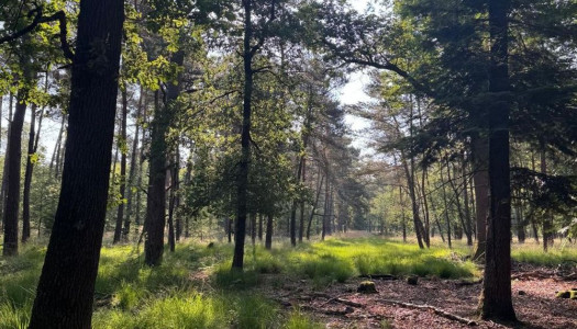 Bos beleef de lente