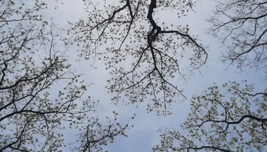 Uitlopende bomen in het voorjaar