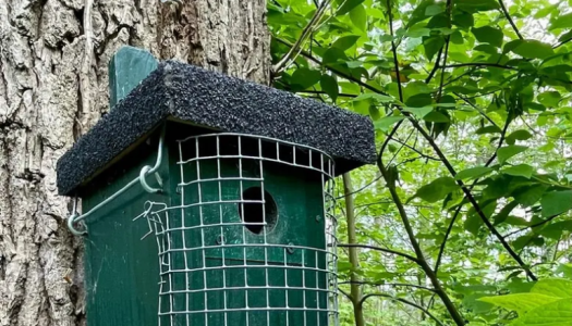 Nestkast 138 close-up