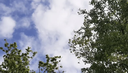 Bomen uitgelopen half mei