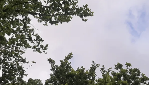 Bomen verder uitgelopen in de lente