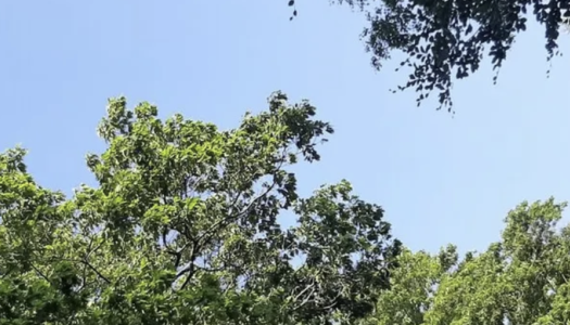Bomen vol in blad 26 mei