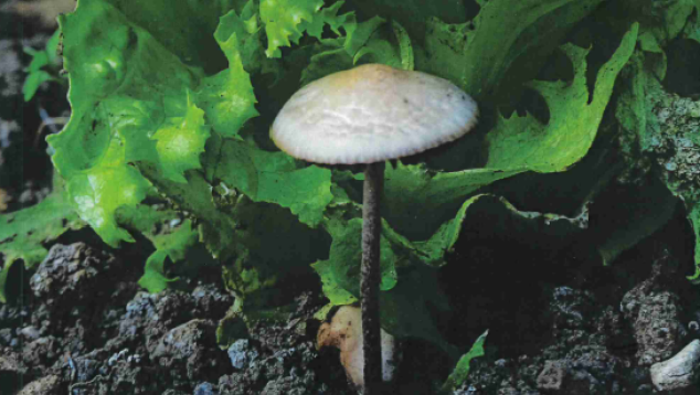 Thesis Anna Clocchiatti, Bringing soil fungi into action 