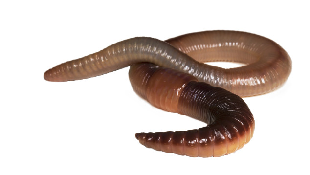 Tiny Ten: De regenworm