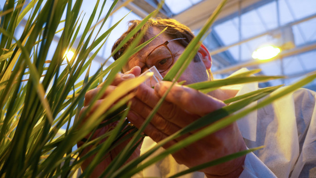 Onderzoeker kijkt naar een plant in de plantenkas