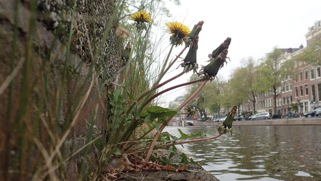 Stadse paardenbloem langs Amsterdamse gracht