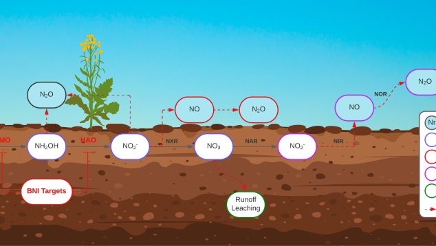 Nitrogen flow in soil