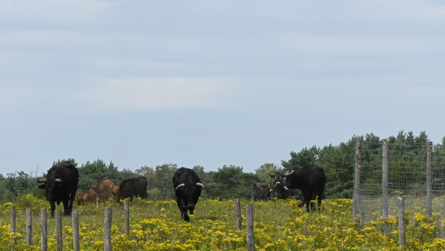 Grazers op de Mossel