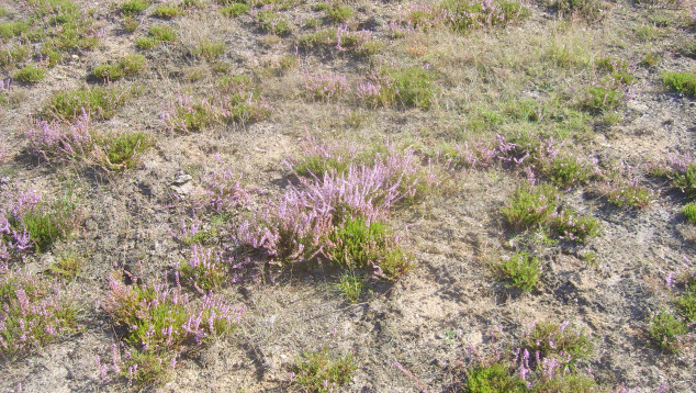 Reijerscamp heide