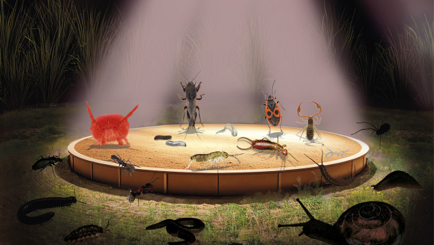 Soil Animal Days 2025: meet the Little Eleven!