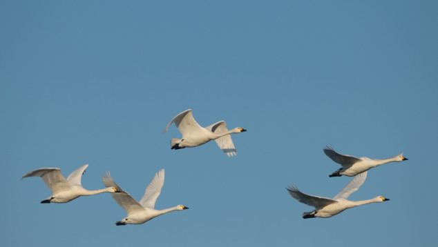 Zwanen vliegen in de lucht