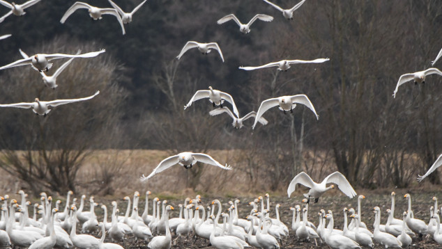 Dozens of Bewick's swans in and above a field
