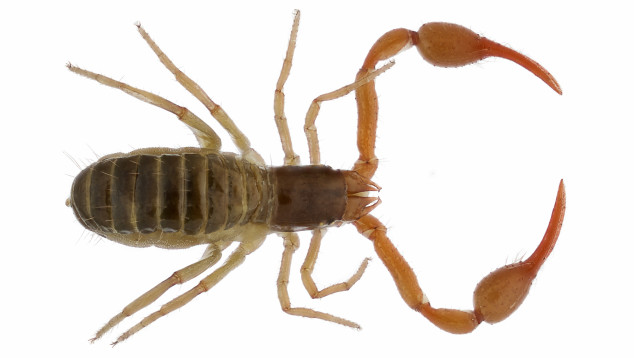 Neobisium carcinoides