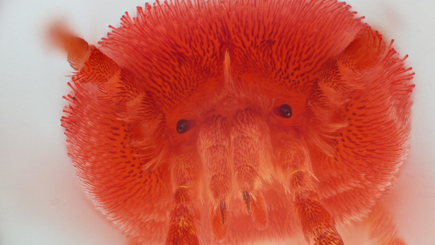 Trombidium