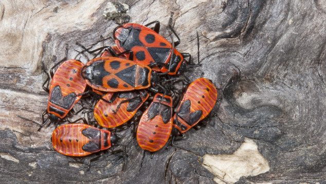 Pyrrhocoris apterus