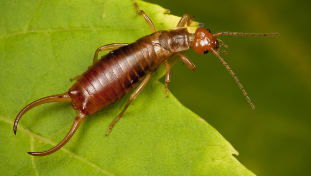 Chelidurella acanthopygia
