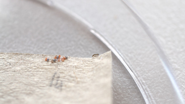 Empty insect eggs with a caterpillar in a petri dish