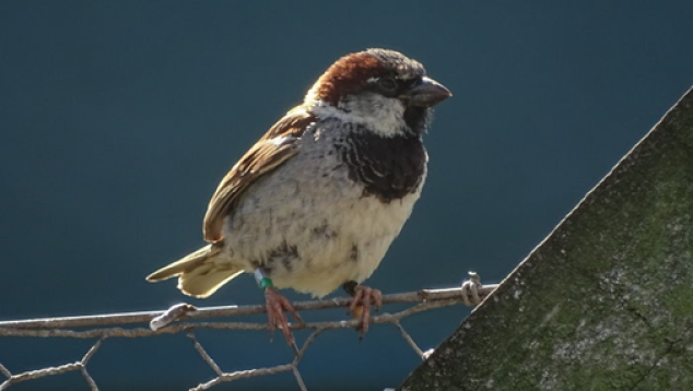 Male house sparrow with black badge