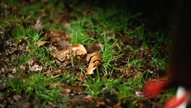 Mannetjes- op vrouwtjespad