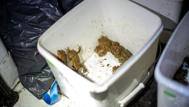 Padden verzameld om te bestuderen