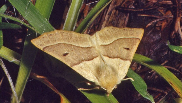 Moth