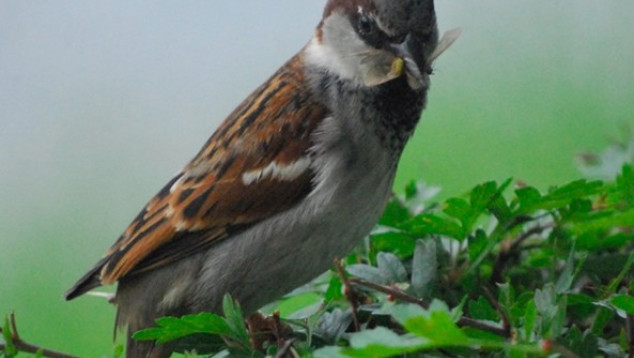 Male house sparrow carrying food for nestlings