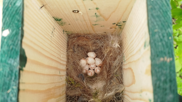 Nestkast met 9 koolmeeseieren