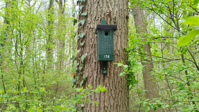 Nestkast 138 hangt aan een boom in het bos