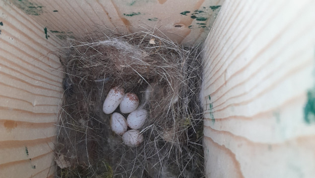 Nestkast met 5 koolmeeseieren