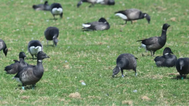Geringde rotganzen Terschelling